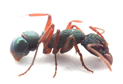 Rhytidoponera aspera