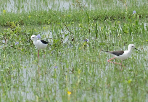 Black-winged Stilt