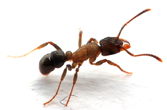 Rhytidoponera victoriae