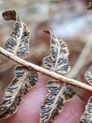 Cryptomycina pteridis