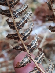 Cryptomycina pteridis