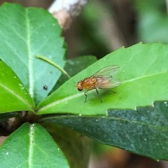 Neogriphoneura