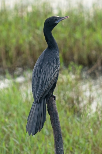 Little Cormorant