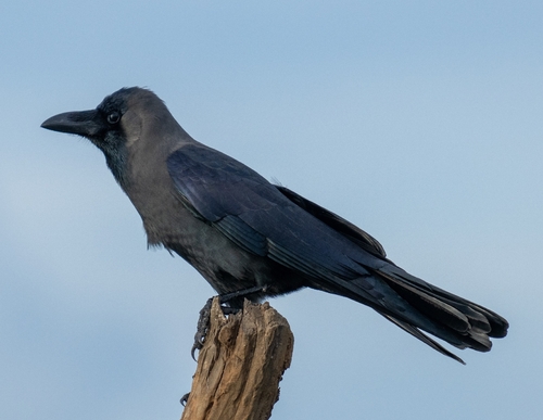 Large-billed Crow