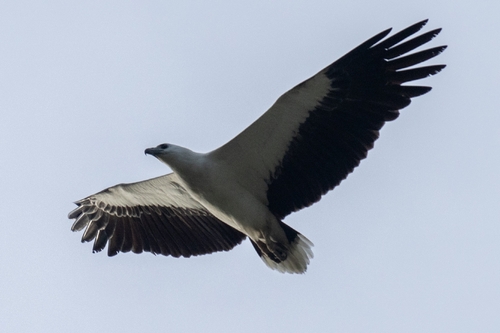 White-bellied Sea-Eagle