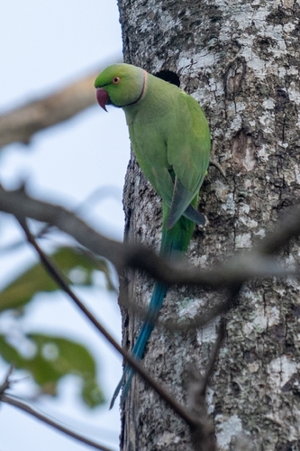Rose-ringed Parakeet
