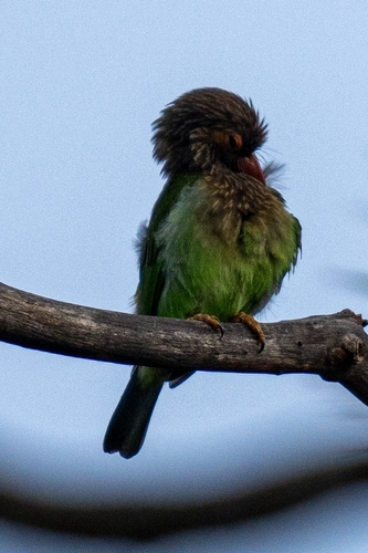 Brown-headed Barbet