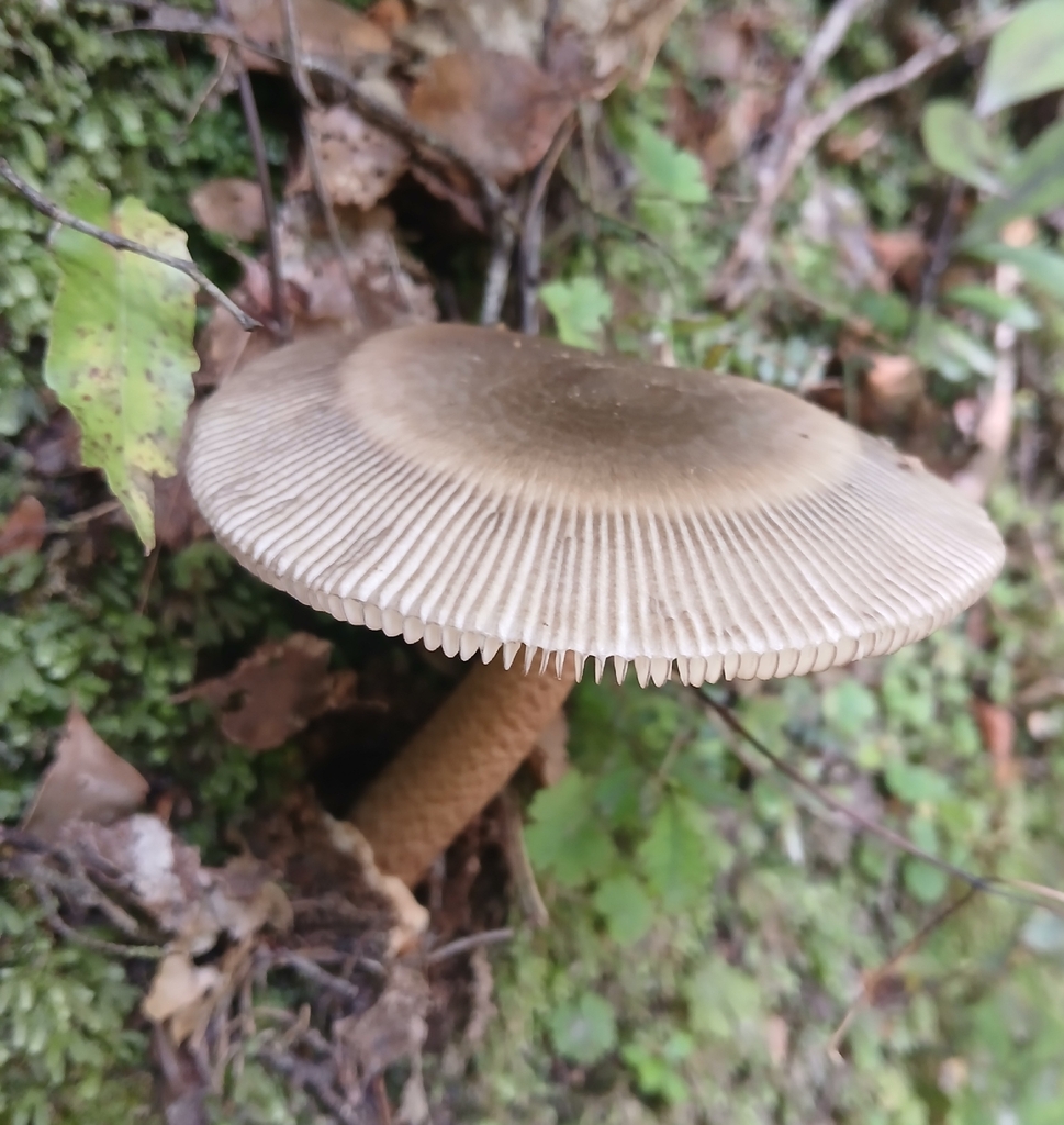 Amanita pekeoides · February 2026 · photo: © claire_grace83 (iNaturalist, cc-by)