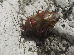 Alloeotomus simplus