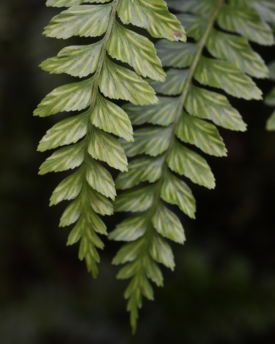 Asplenium acuminatum, 2024-12-27