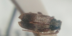 Exocentrus lusitanus