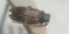 Exocentrus lusitanus