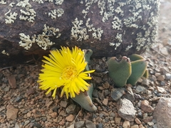 Pleiospilos
