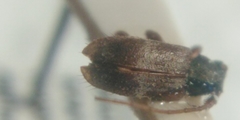 Exocentrus lusitanus