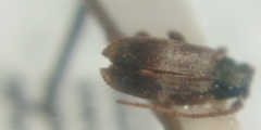 Exocentrus lusitanus