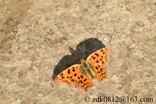 Asian Comma