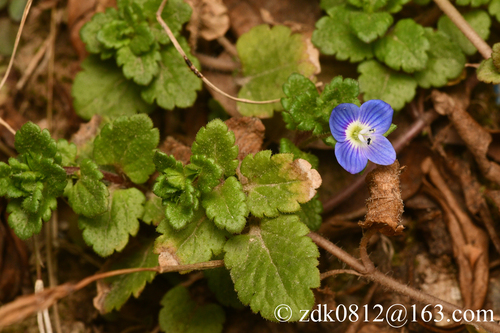 bird's-eye speedwell