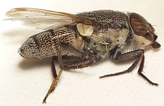 Stomorhina subapicalis