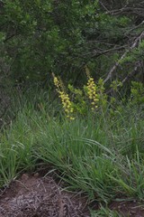 Bulbine asphodeloides
