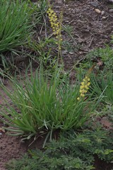 Bulbine asphodeloides