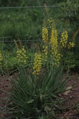 Bulbine asphodeloides
