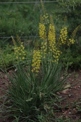 Bulbine asphodeloides