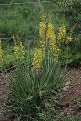 Bulbine asphodeloides