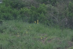 Bulbine asphodeloides