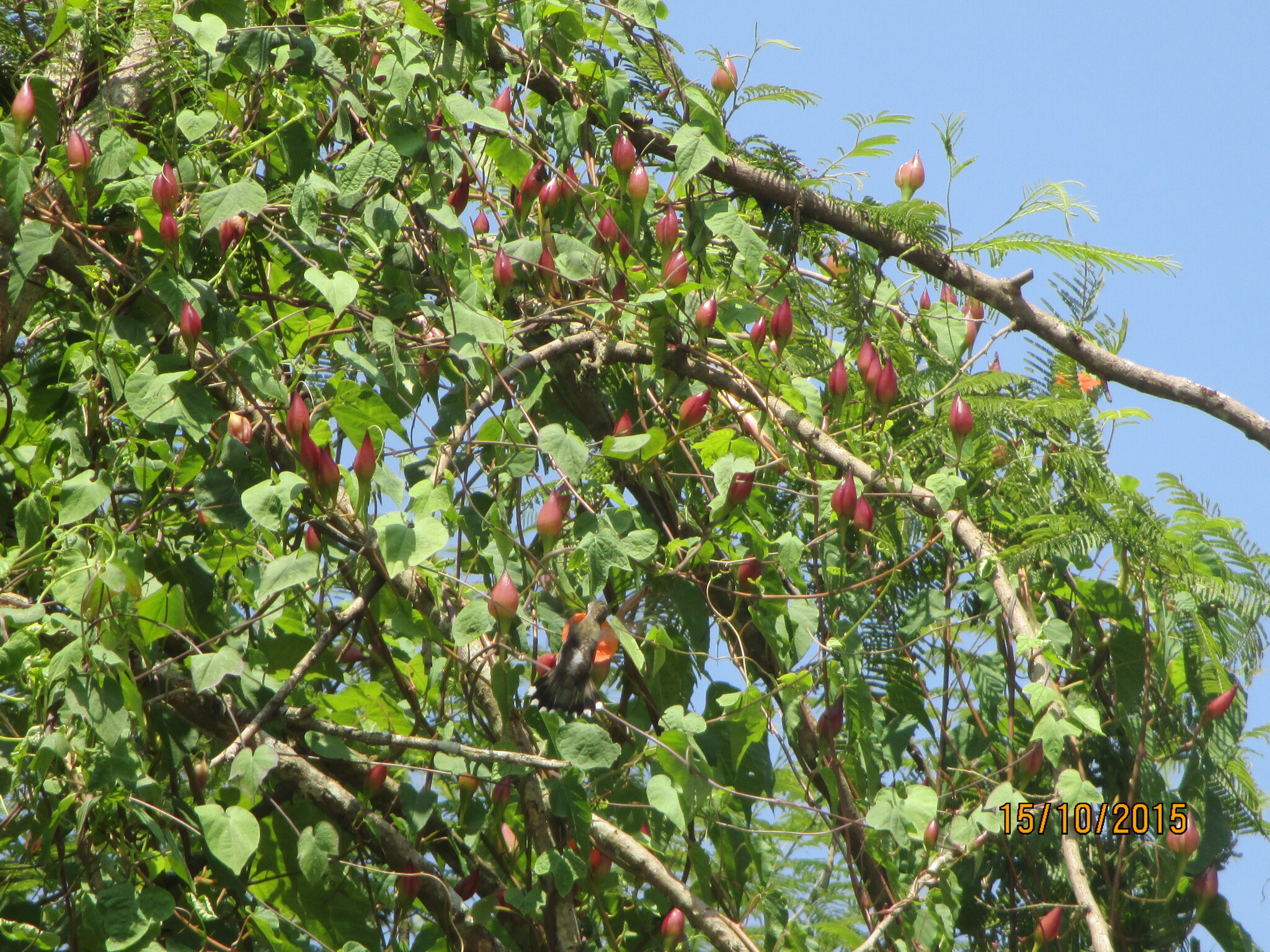 Operculina pteripes