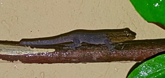 Lygodactylus picturatus