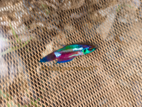 Satun Betta
