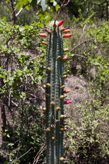 Cleistocactus tominensis