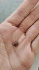 Onthophagus coenobita