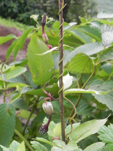 Ceropegia oculata