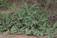 Platycarpha glomerata