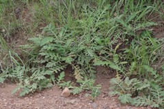 Platycarpha glomerata