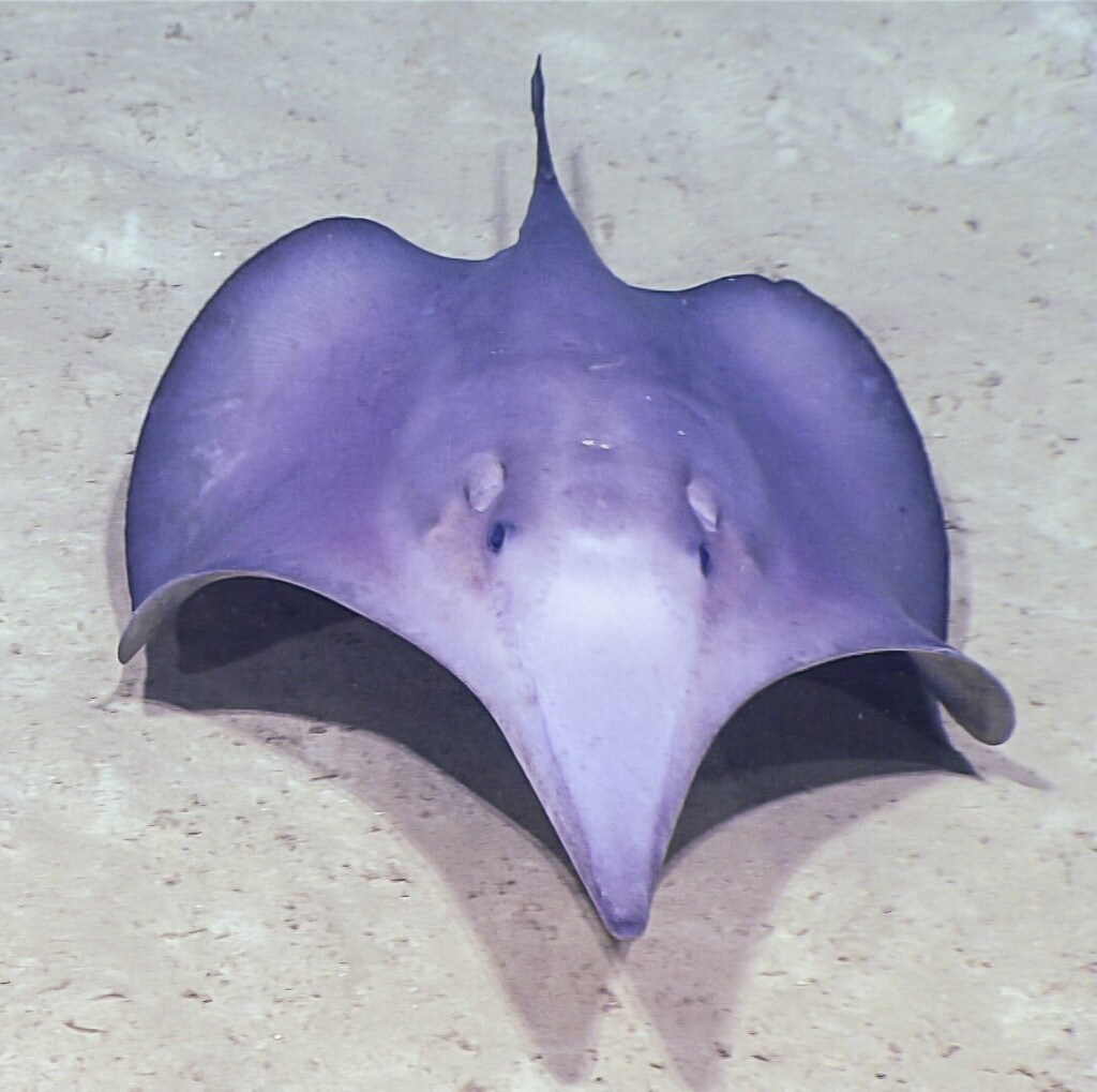 Sixgill Stingrays