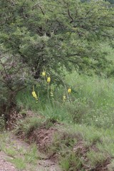 Bulbine asphodeloides