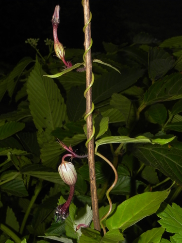 Ceropegia oculata