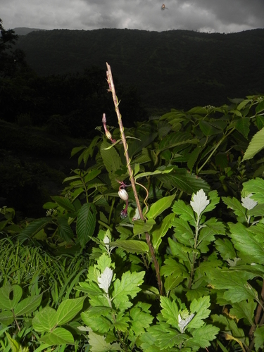 Ceropegia oculata