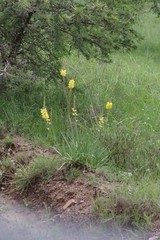 Bulbine asphodeloides