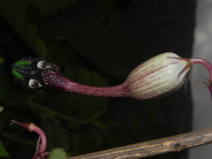 Ceropegia oculata