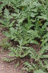 Platycarpha glomerata