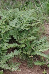 Platycarpha glomerata