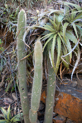 Cleistocactus tominensis