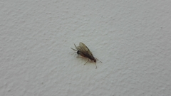 Prenolepis nitens