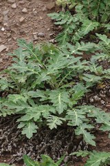 Platycarpha glomerata