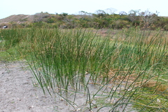 Cyperus articulatus