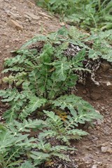 Platycarpha glomerata