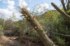 Cleistocactus tominensis
